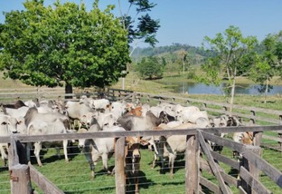 Fazendeiro de Rondônia dá exemplo de produção com gadão de quase 20@