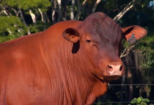Senepol: raça bovina de genética é eficiente e adaptada aos trópicos