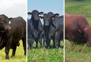 Angus, Brangus ou outra raça: qual o touro ideal para cruzar com vacas F1 Nelore e Senepol?