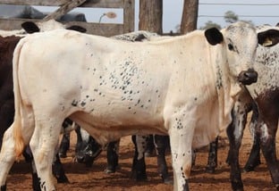 Speckle Park e Nelore: união promove gado adaptado com carne diferenciada