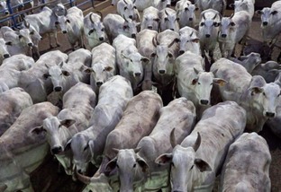 Vaca de descarte que nada, o esquema é vaca gorda em Mato Grosso!