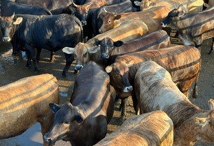 Novilhada Wagyu Akaushi surpreende com peso de boi em Mato Grosso