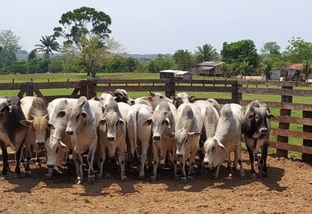 Pecuarista mostra pecuária exemplar com produção de gado jovem e gordo em RO