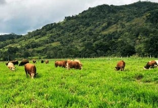 Pastagem potente: 6 híbridos prometem turbinar a engorda do seu gado