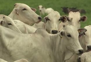 Recria confinada: desvendando estratégias na produção de boi na seca