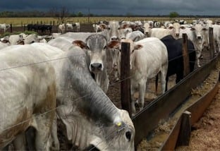 Taninos na pecuária: a revolução verde que reduz 17% das emissões de metano do boi