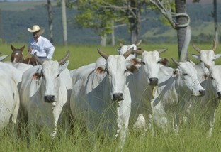 Vacas em área de pasto. Foto: Reprodução