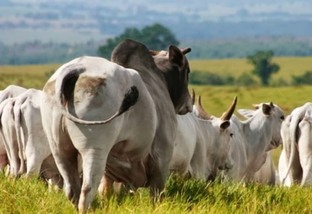 Quantos touros são necessários para repassar vacas inseminadas?