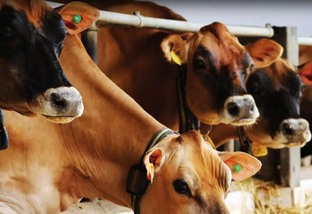 Vaca Jersey: saiba como atingir os mais altos índices de prenhez na IATF