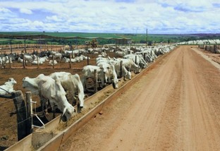 Confira como deve ser a rotina para uma maior eficiência de engorda do gado