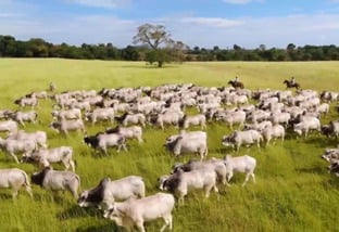 Decifrando a pecuária: Chaker revela os segredos do olhar técnico para o sucesso das fazendas