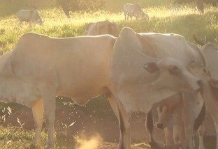 Infestação de bernes cresce no País e rouba até 4 kg por cabeça de gado