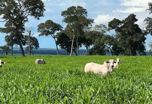 Força verde: a contribuição da forrageira na sustentação da pecuária brasileira
