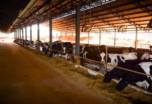 Engenheiro troca de profissão e constrói um oásis leiteiro em Goiás