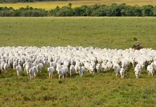 Brasil deverá bater recorde de produção de carne em 2024