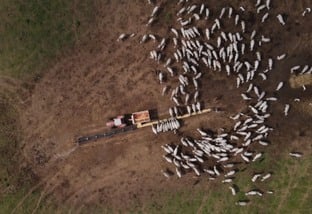 Suplementação a pasto: conheça os conceitos para a engorda infalível do gado