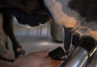 Administrando o leite da vaca: forneça o alimento para o bezerro sem prejuízo na ordenha