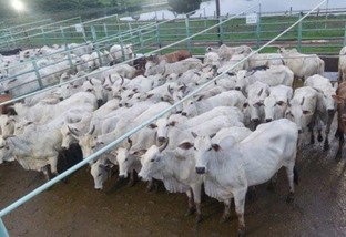 Vacada gorda e caprichada é destaque em Juína (MT)