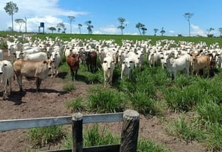 “Olha a maravilha de capim e gado!” Pecuarista de Rondônia abre as porteiras da fazenda