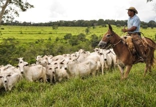 Genética bovina brasileira já é usada por pecuaristas de 21 países