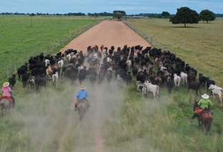 Dimensionando a equipe: saiba a quantidade ideal de gado por vaqueiro na fazenda