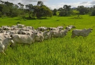 De novato a Nota 10: saiba o que fez um empresário trocar a área de TI pela criação de gado na Bahia