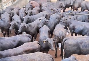 Bahia: Novilhas meio-sangue Angus e boiada castrada dão show de carne de qualidade