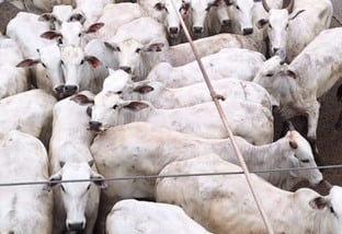 Super lote de novilhas e vacas esbanja qualidade de carne em Rondônia