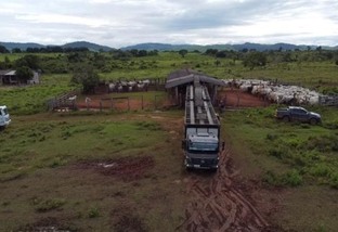 Super lote de 500 novilhas! Pecuarista de Rondônia lota 25 carretas com gadão de qualidade
