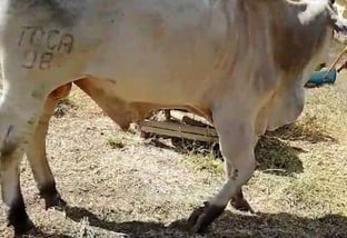 Fraturas em bovinos: médico-veterinário dá dicas para os primeiros cuidados