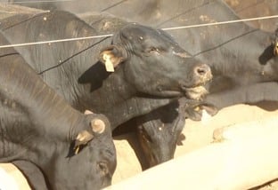 Pesquisa mapeia 2,3 milhões de bovinos, 41% do gado confinado no País em 2023