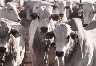 Pecuária no Nordeste: Bahia já tem mais bovinos do que São Paulo e Rio Grande do Sul