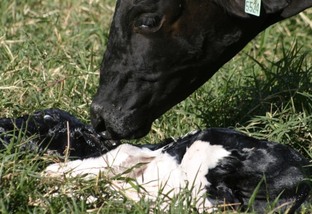 Vaca Girolando está parindo mais machos do que fêmeas. Saiba o que está acontecendo