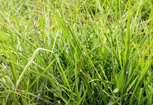 Brachiaria humidícola: saiba qual tipo de solo é ideal para a forrageira