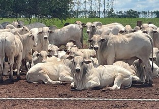 Primeira fazenda carne carbono neutro do Brasil volta a despontar em abate no MS