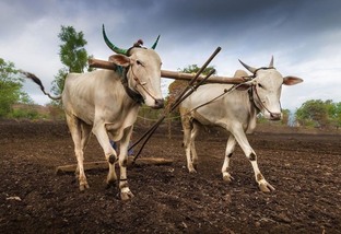 Hallikar: o bovino sagrado e mais resistente do planeta