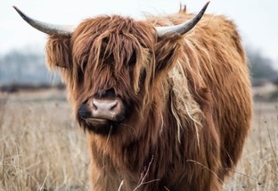 Bovino mais peludo do mundo vive na Escócia, é o Highland