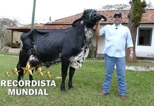 Girolando: a maior produtora de leite do mundo é brasileira