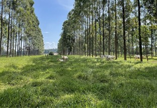 Árvores no pasto: estudo comprova benefícios para o gado e o meio ambiente