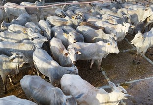 Gurizada antenada de MS segue tradição da família na pecuária e faz 1º abate de gado