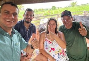 Senepol em Rondônia: novilhas meio-sangue surpreendem com acabamento ideal de gordura