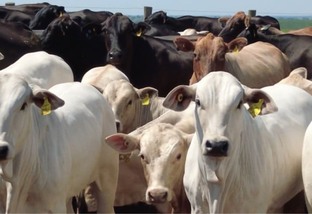Cientista criador do “superprecoce” explica como produzir bovinos de até 16 meses com 20@