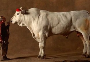 Como é grande! Chianina é a maior raça bovina do planeta