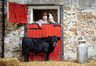 Dexter, o menor gado que existe e entrou para o Guinness