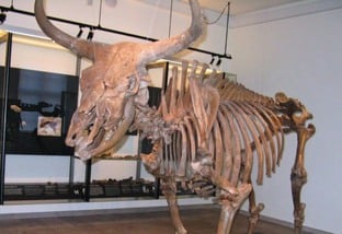 Auroque: o bovino que nunca foi visto por um ser humano