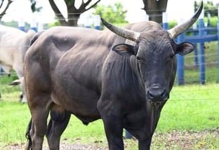 Curraleiro e Nguni, os bovinos mais rústicos da história!