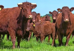 Salers: a melhor 'Mãe' das raças bovinas