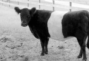 Belted Galloway, bovino cintado de branco é adepto ao frio