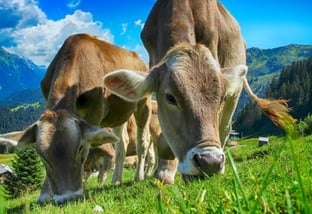 Vaca saindo de 10 para 20 quilos de leite por dia? Estas dicas podem garantir isso