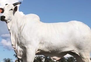 Nelore: a segunda vaca mais cara do País também é da “raça mãe” da pecuária brasileira